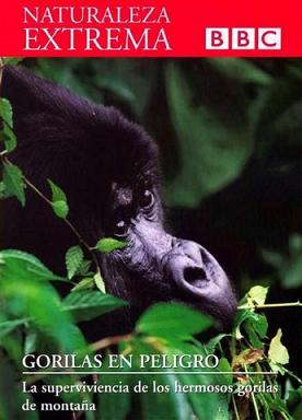 Descargar Naturaleza Extrema DVD7 -Gorilas En Peligro Torrent