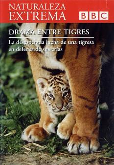 Descargar Naturaleza Extrema DVD5 – Drama Entre Tigres Torrent